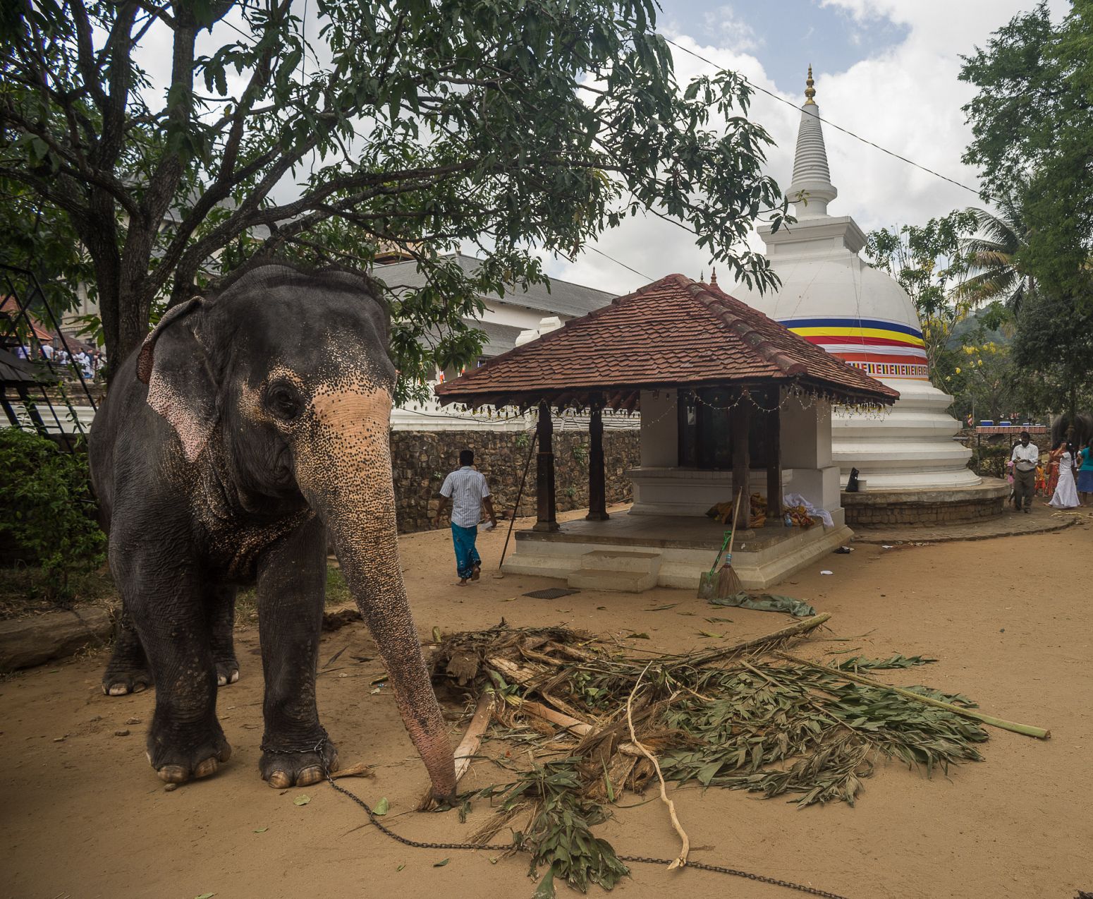 An elephant inside the Kandy Tooth Temple before the Perahera festival, Kandy, Sri Lanka